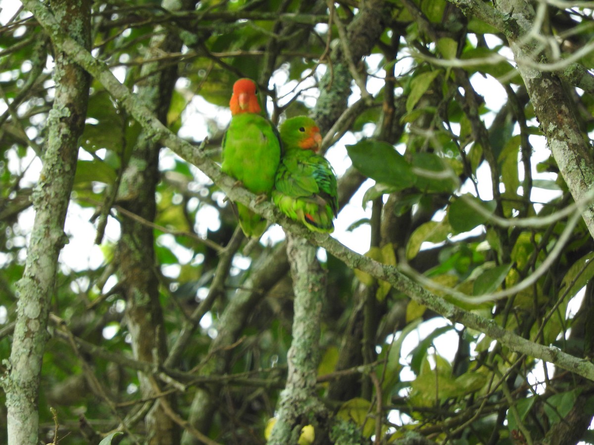 Red-headed Lovebird - ML629029716