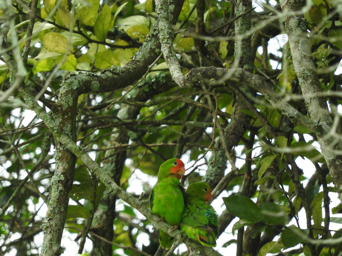 Red-headed Lovebird - ML629029717