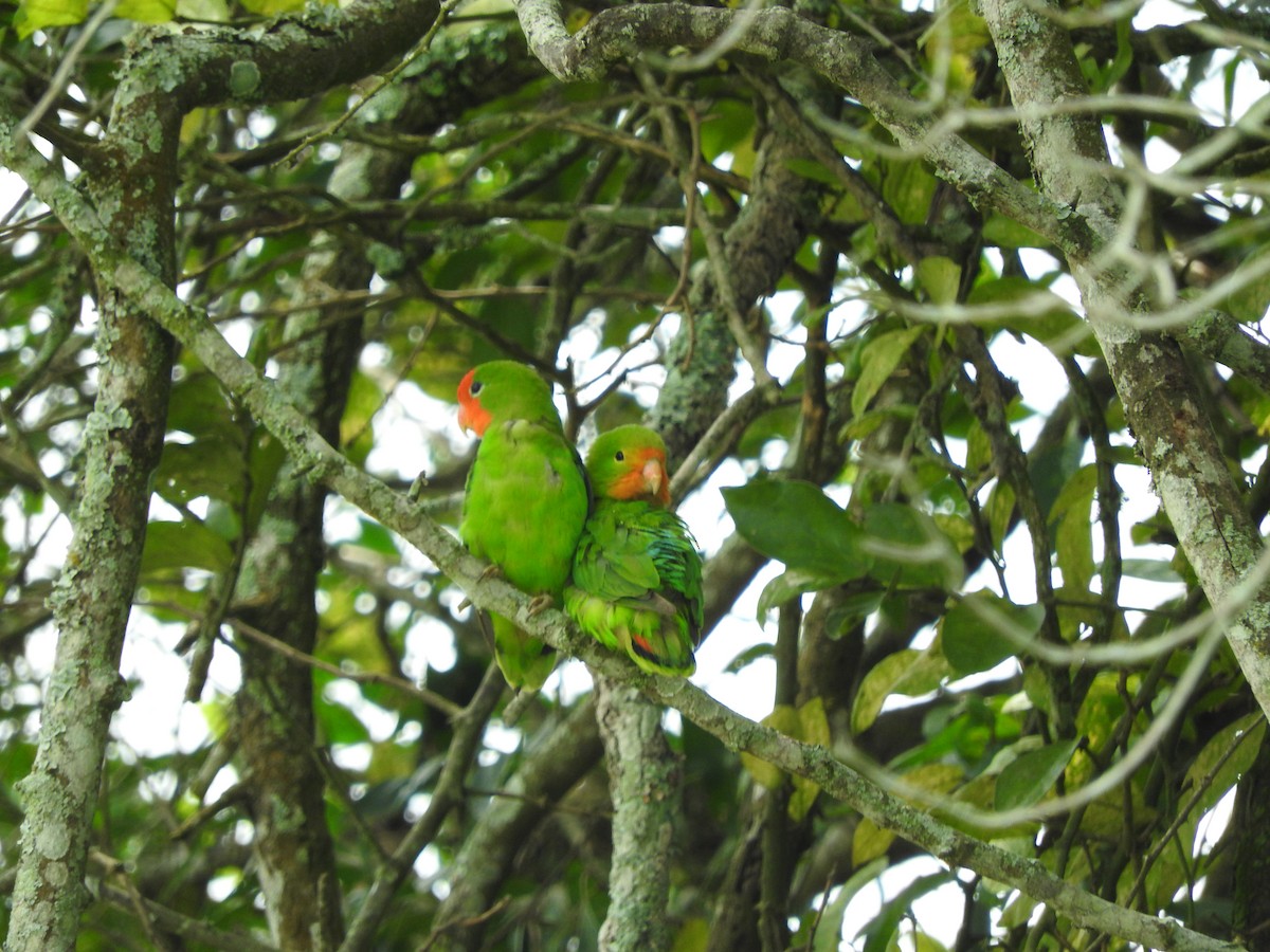 Red-headed Lovebird - ML629029718