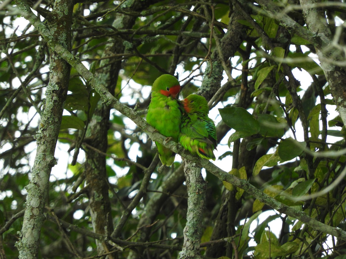 Red-headed Lovebird - ML629029719