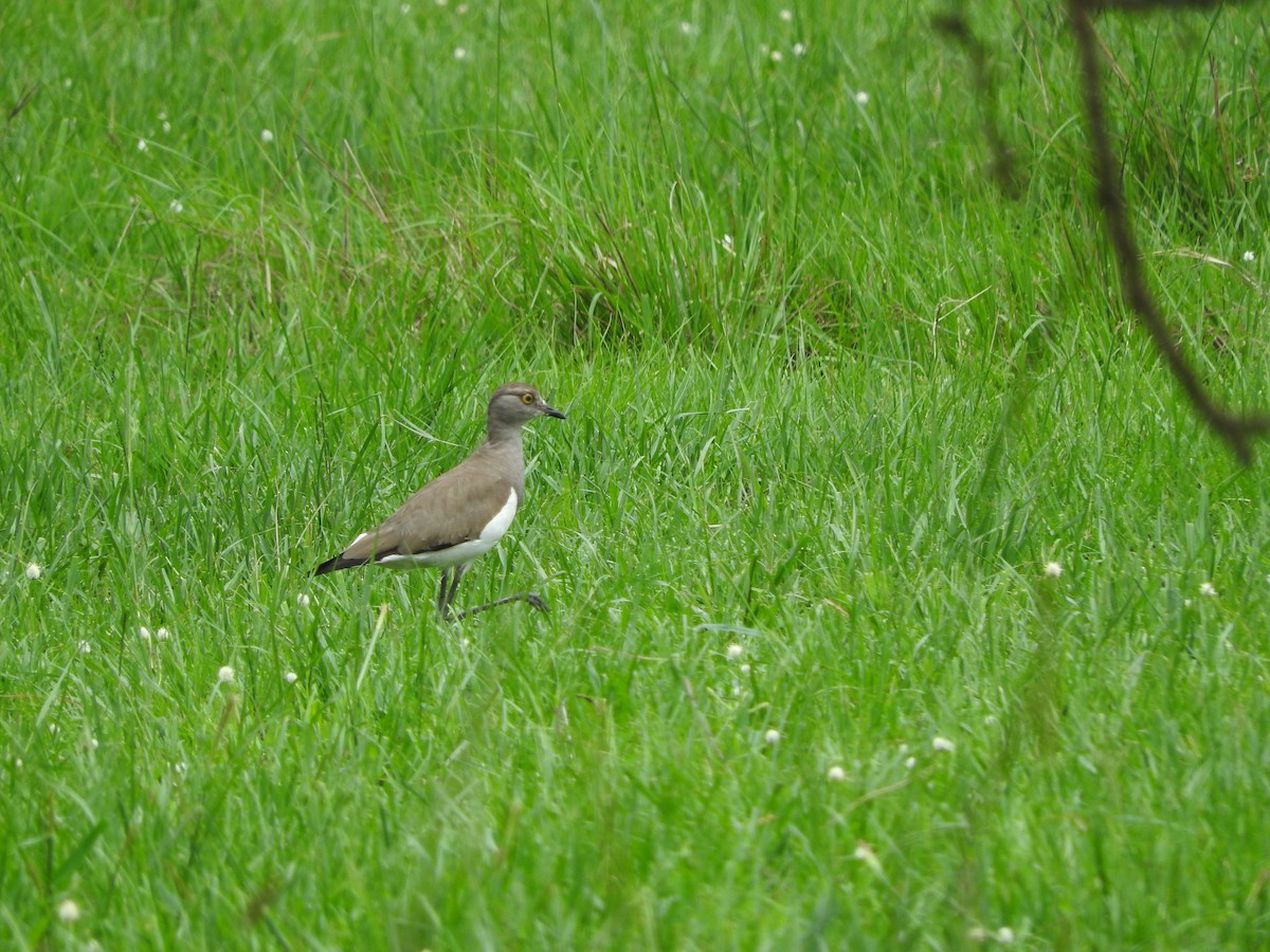 Senegal Lapwing - ML629029764
