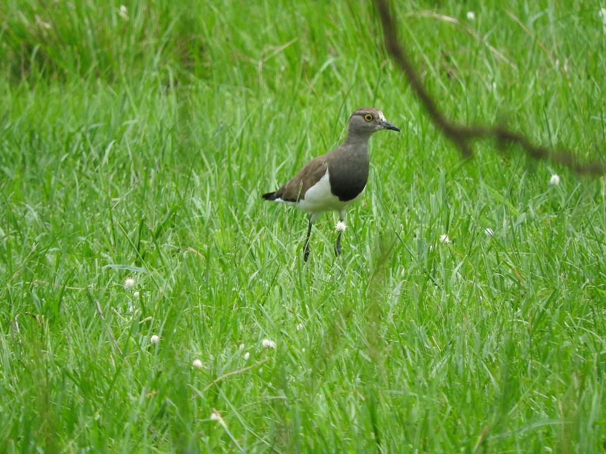 Senegal Lapwing - ML629029765