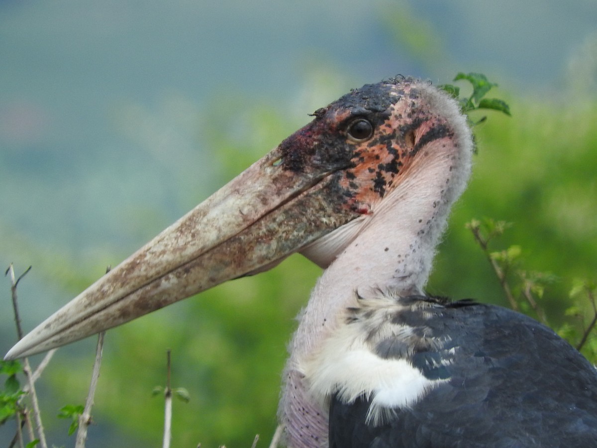 Marabou Stork - ML629029772