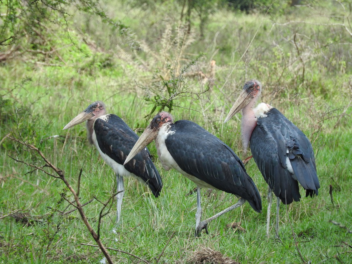Marabou Stork - ML629029773