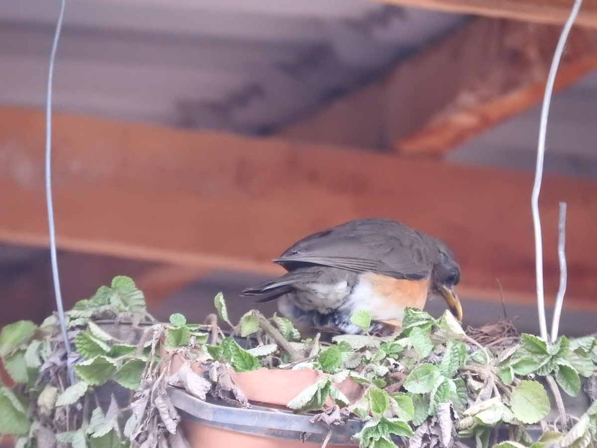 African Thrush - ML629029777