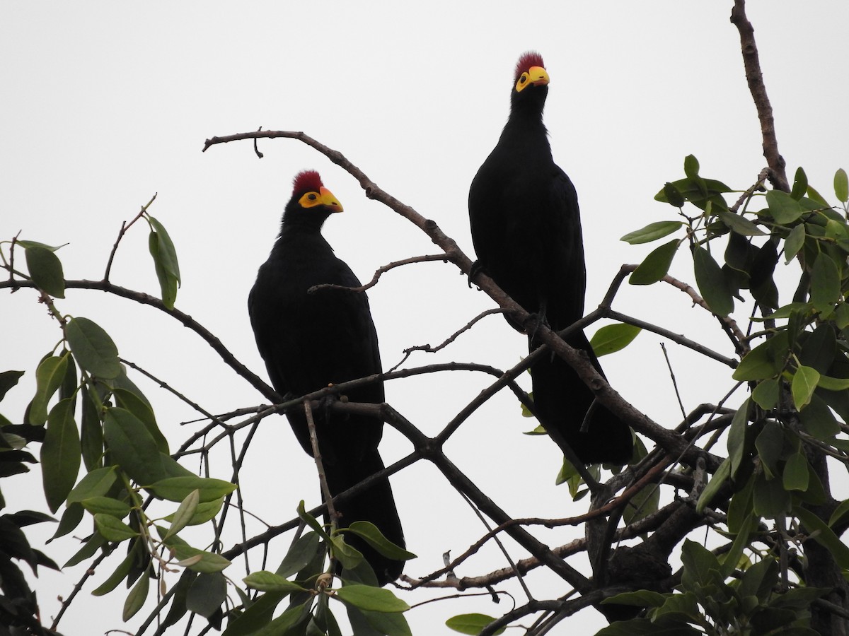 Ross's Turaco - ML629029786