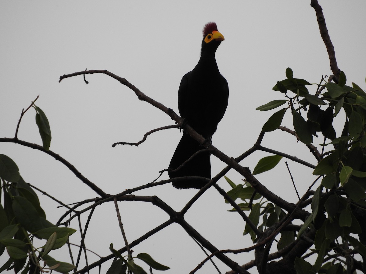 Ross's Turaco - ML629029787