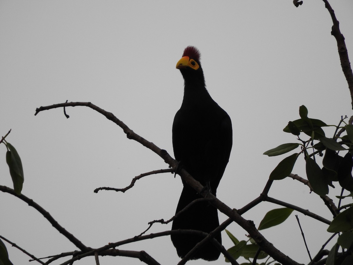 Ross's Turaco - ML629029788