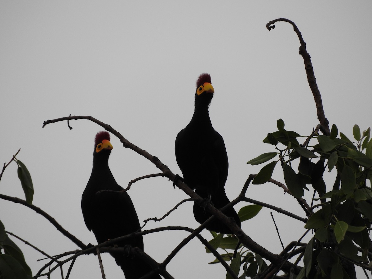 Ross's Turaco - ML629029789
