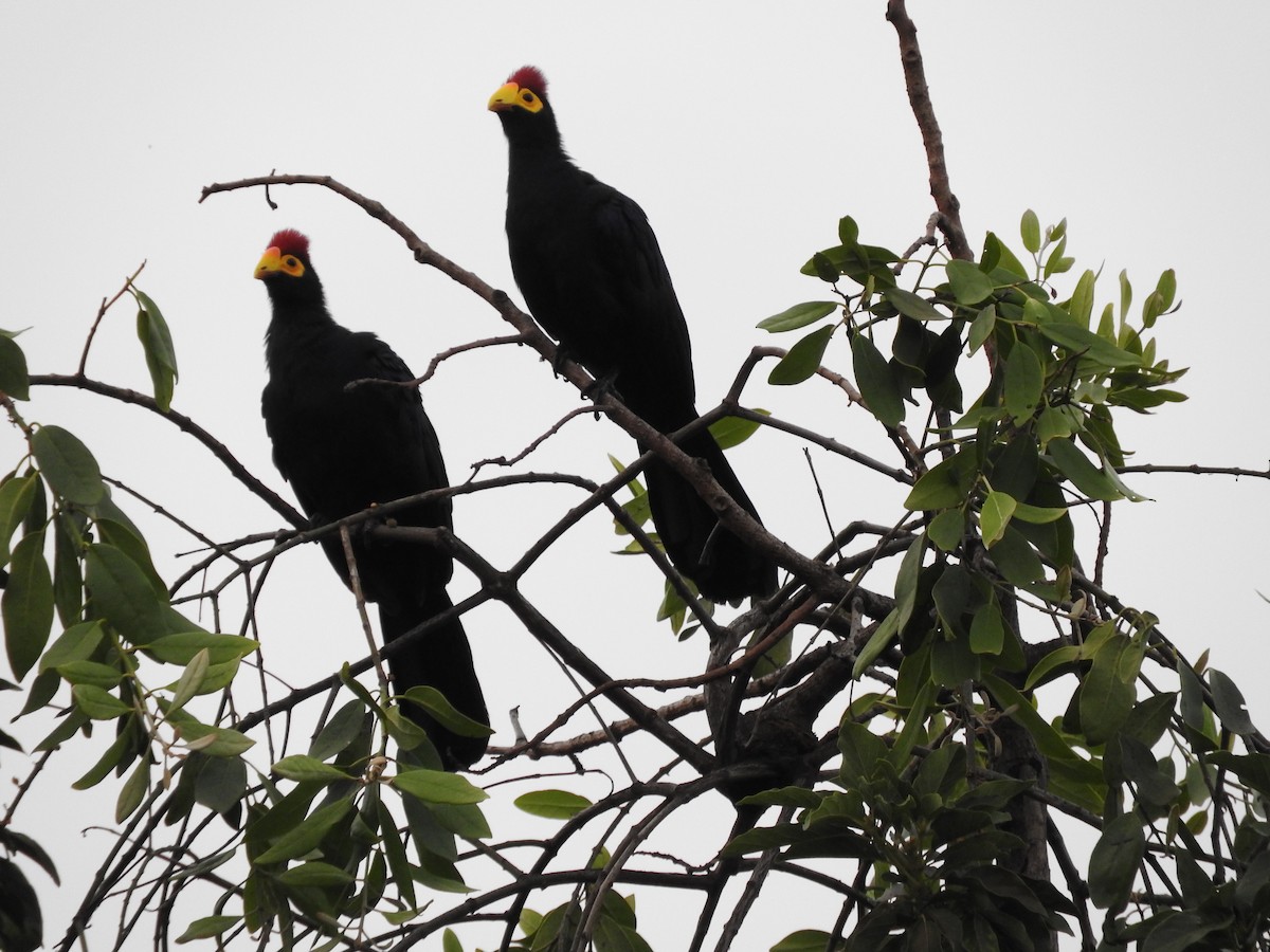 Ross's Turaco - ML629029790