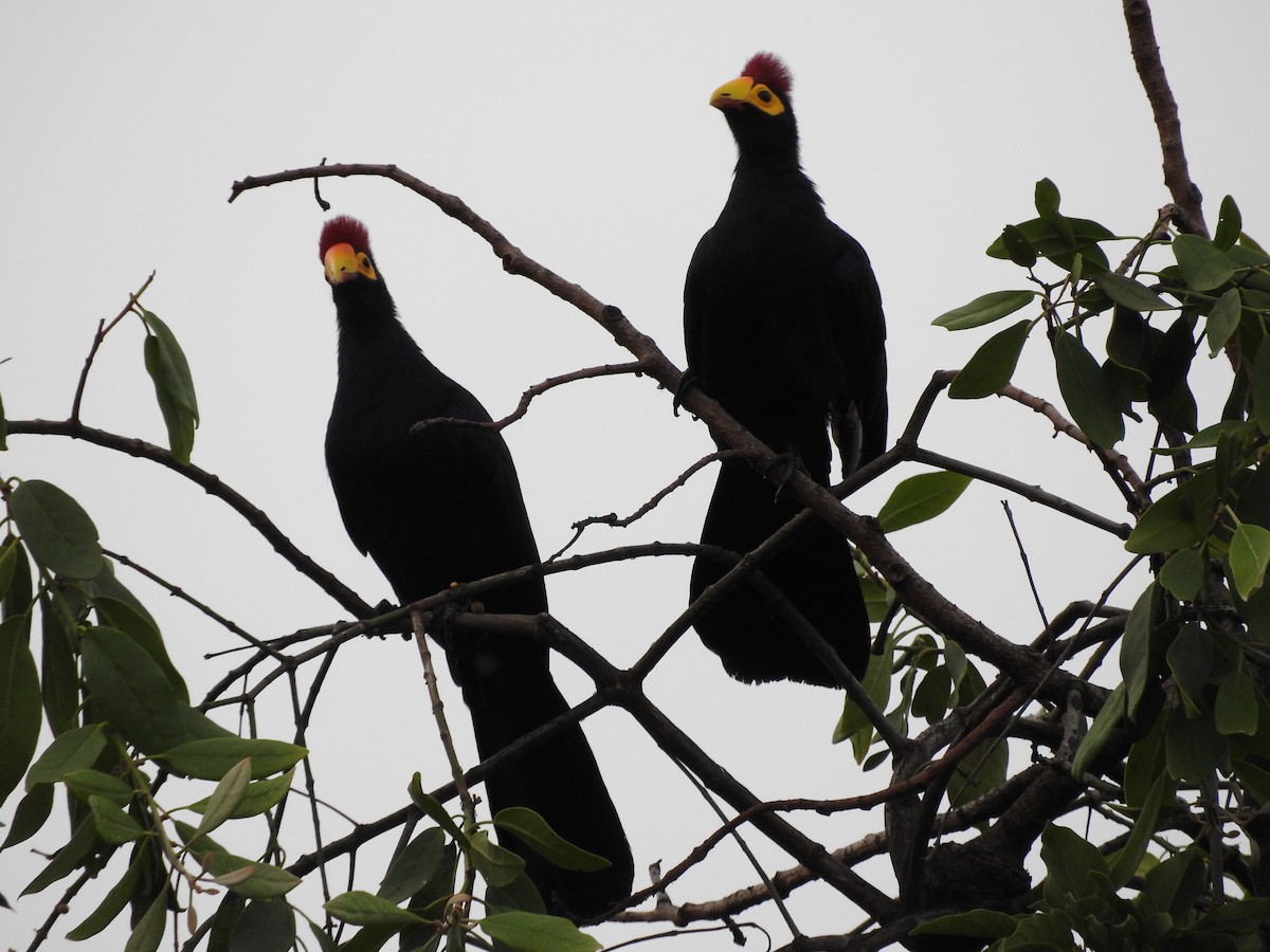 Ross's Turaco - ML629029791