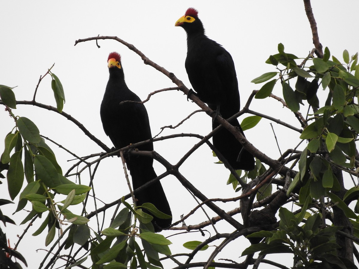 Ross's Turaco - ML629029792