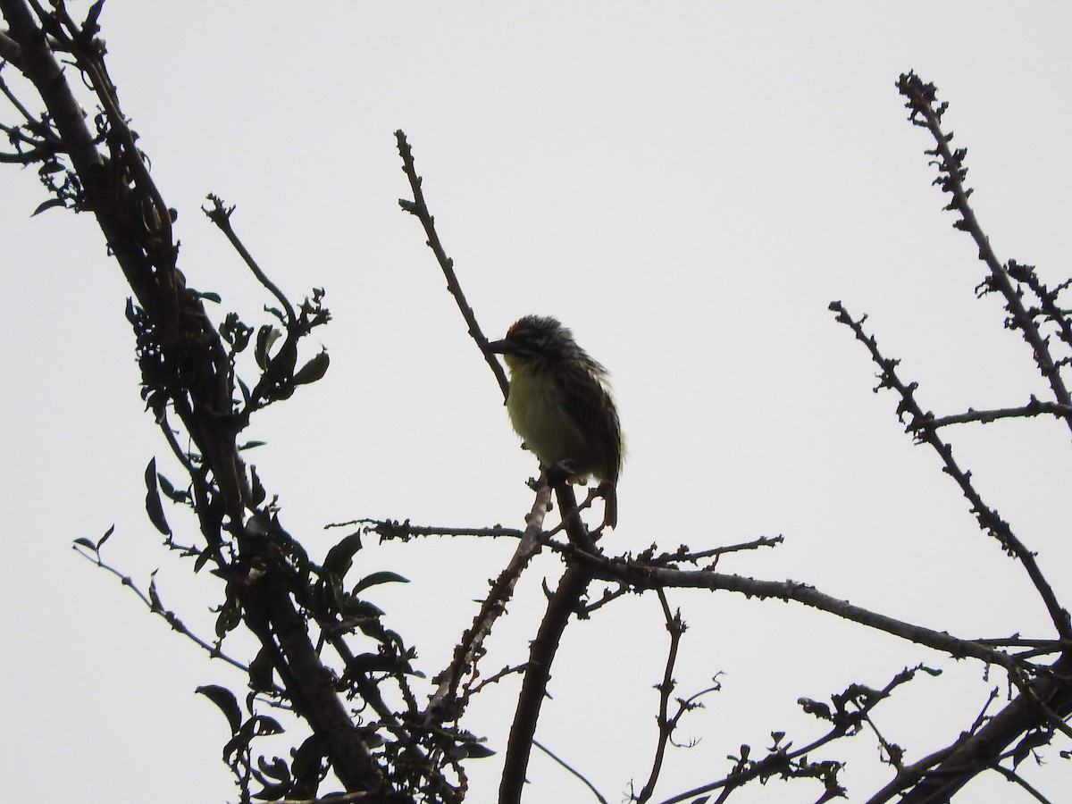 Yellow-fronted Tinkerbird - ML629029813