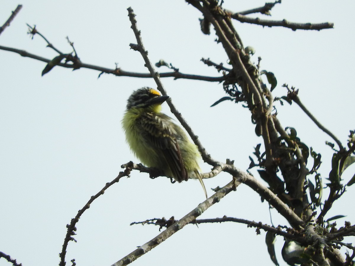 Yellow-fronted Tinkerbird - ML629029815