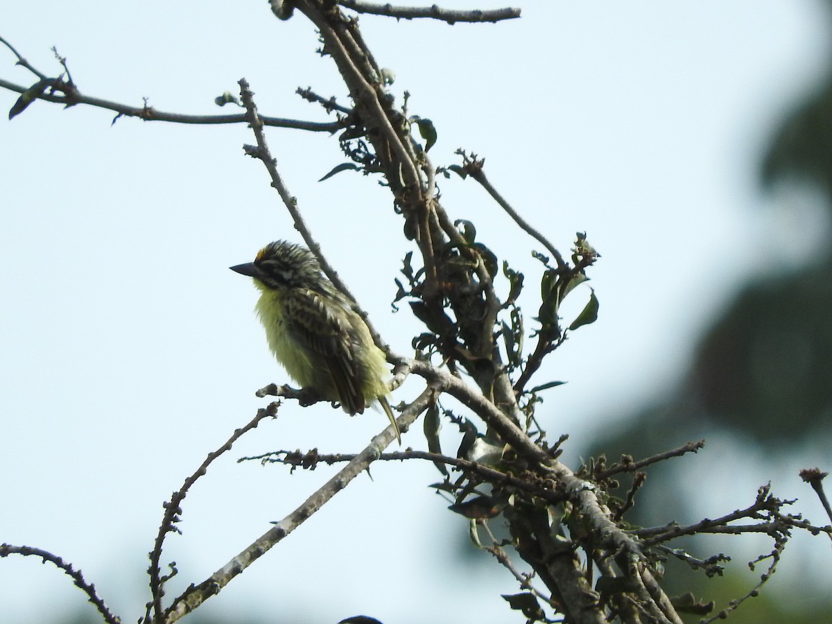 Yellow-fronted Tinkerbird - ML629029816