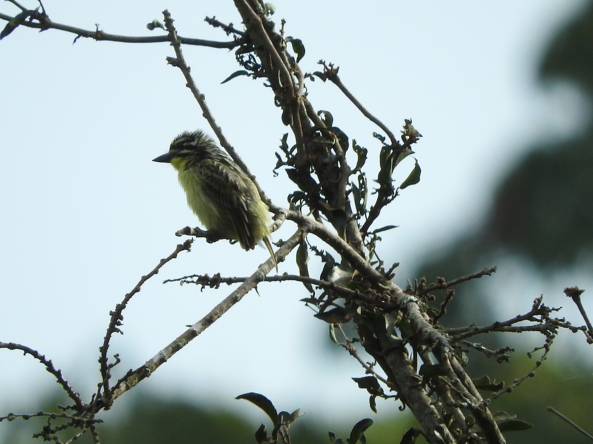 Yellow-fronted Tinkerbird - ML629029817