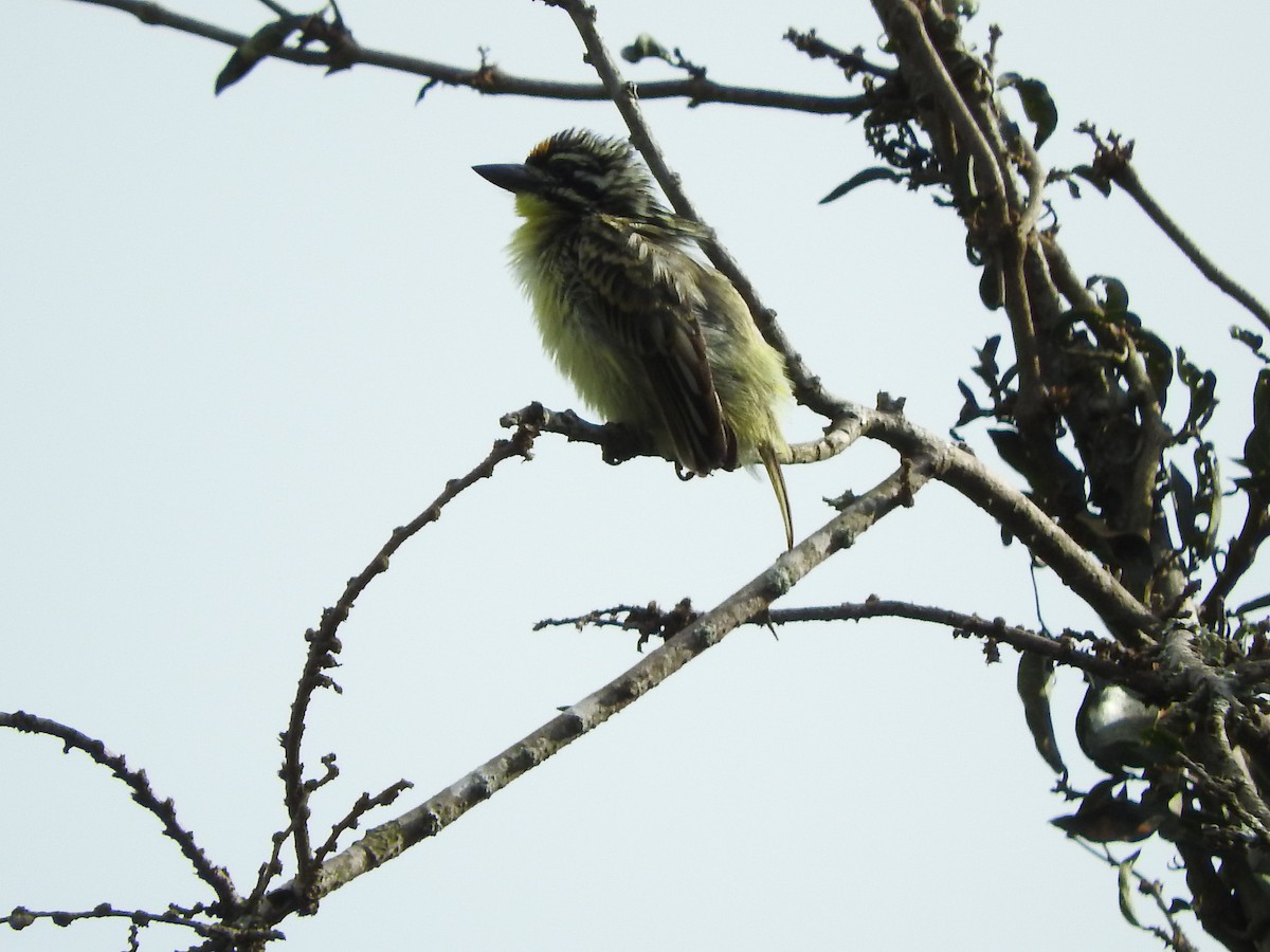 Yellow-fronted Tinkerbird - ML629029818