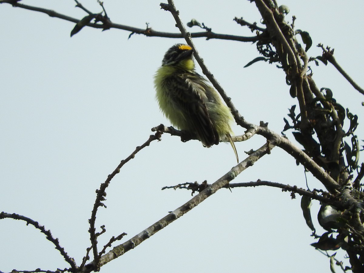 Yellow-fronted Tinkerbird - ML629029819