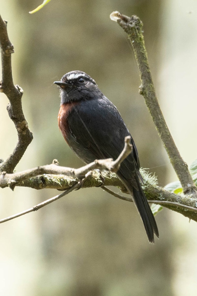 Maroon-belted Chat-Tyrant - ML629029876