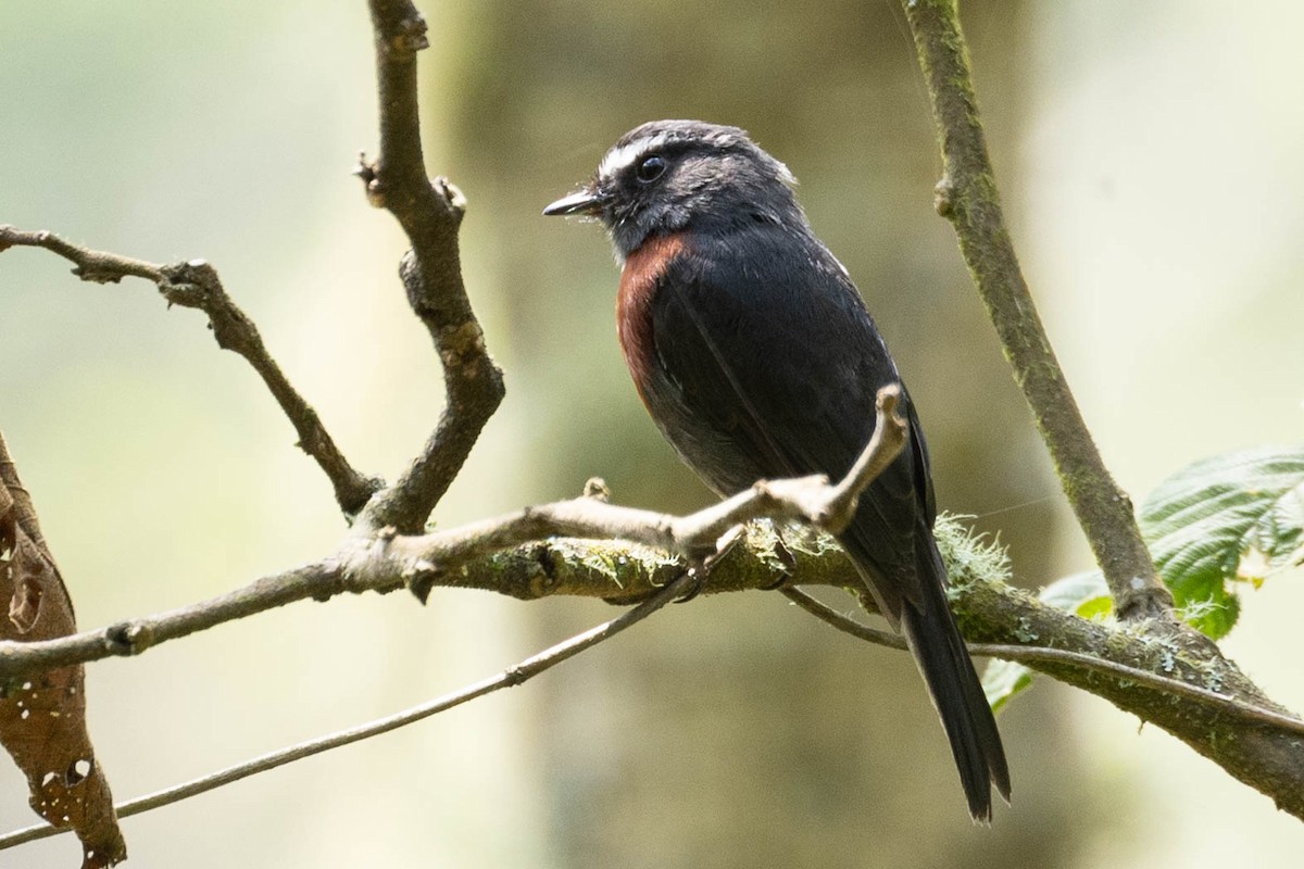 Maroon-belted Chat-Tyrant - ML629029881