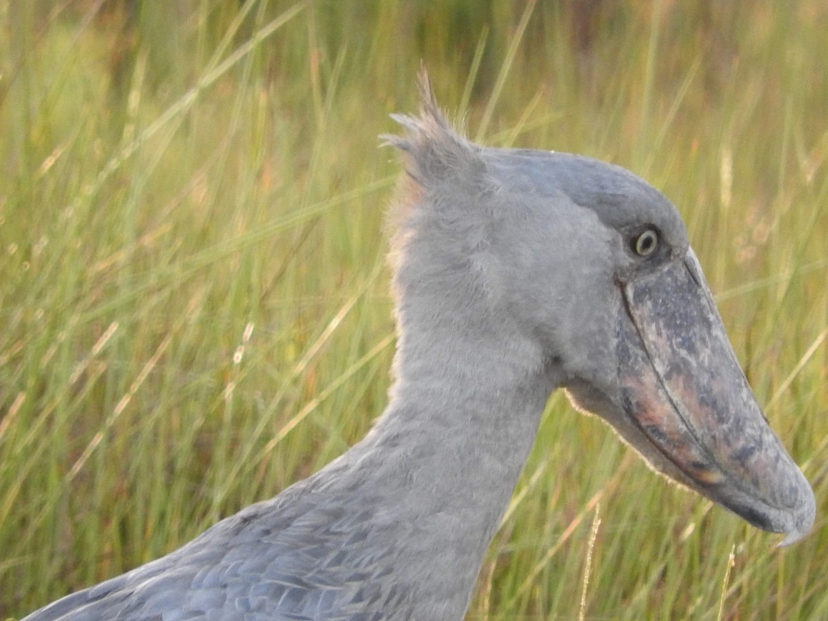 Shoebill - ML629029981