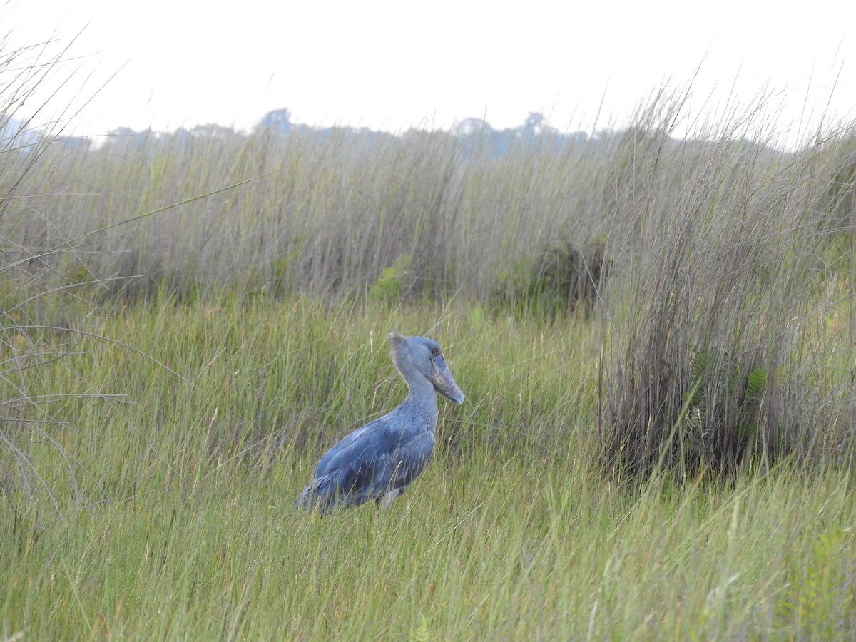 Shoebill - ML629029982