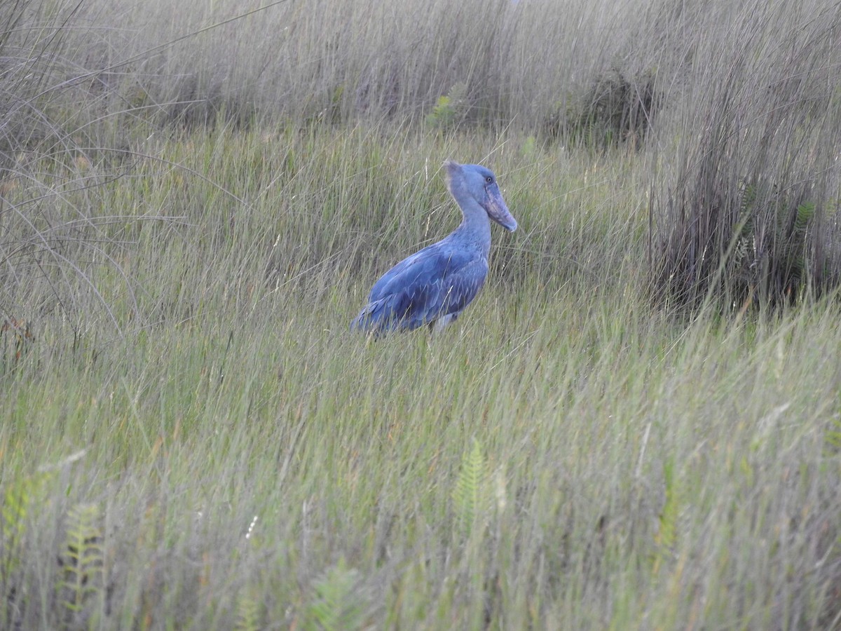 Shoebill - ML629029983