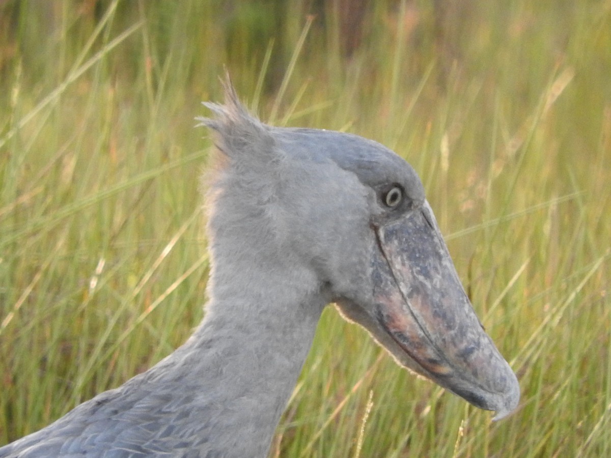 Shoebill - ML629029985