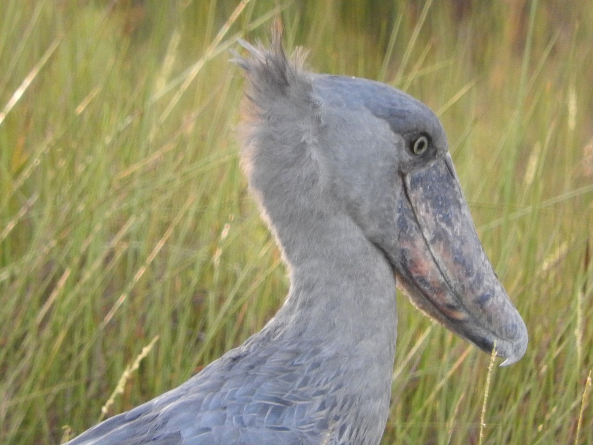 Shoebill - ML629029986