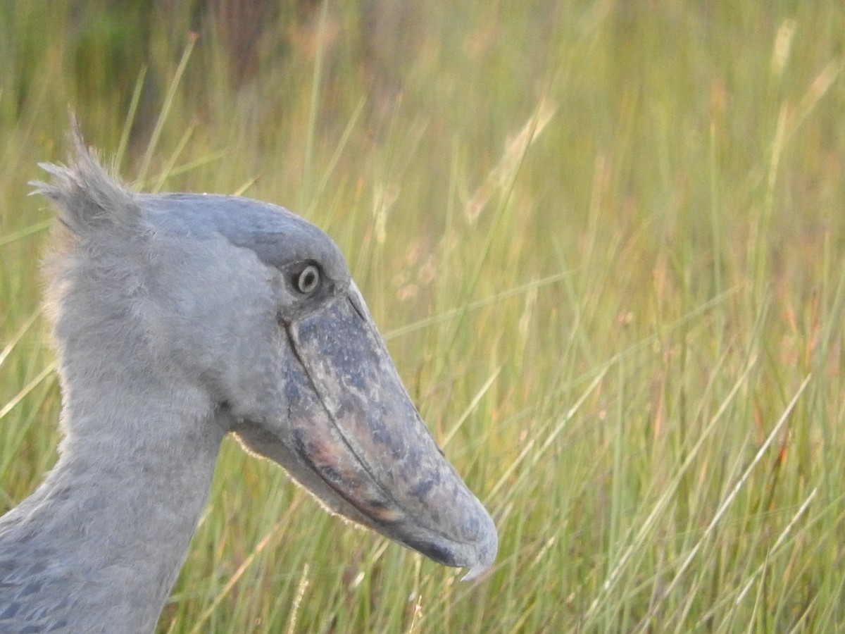 Shoebill - ML629029987