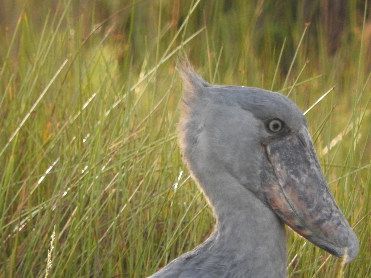 Shoebill - ML629029988