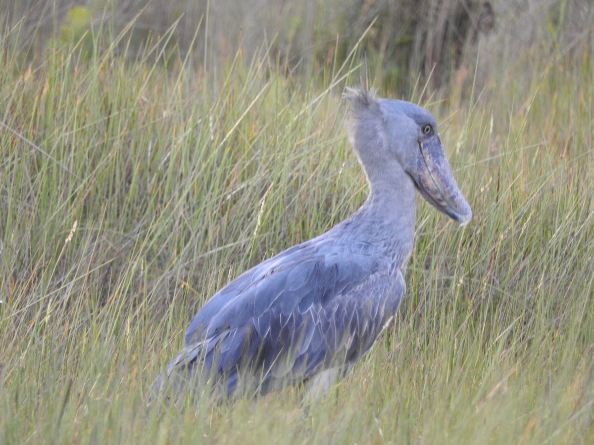 Shoebill - ML629029989