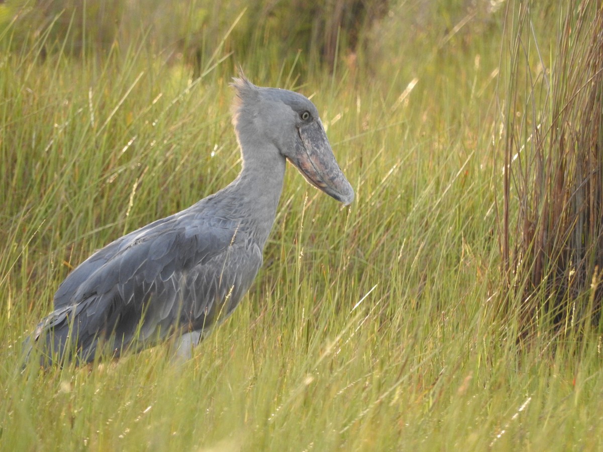 Shoebill - ML629029990