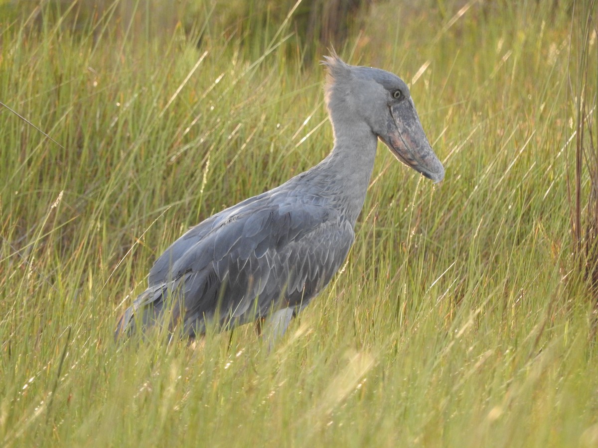 Shoebill - ML629029991