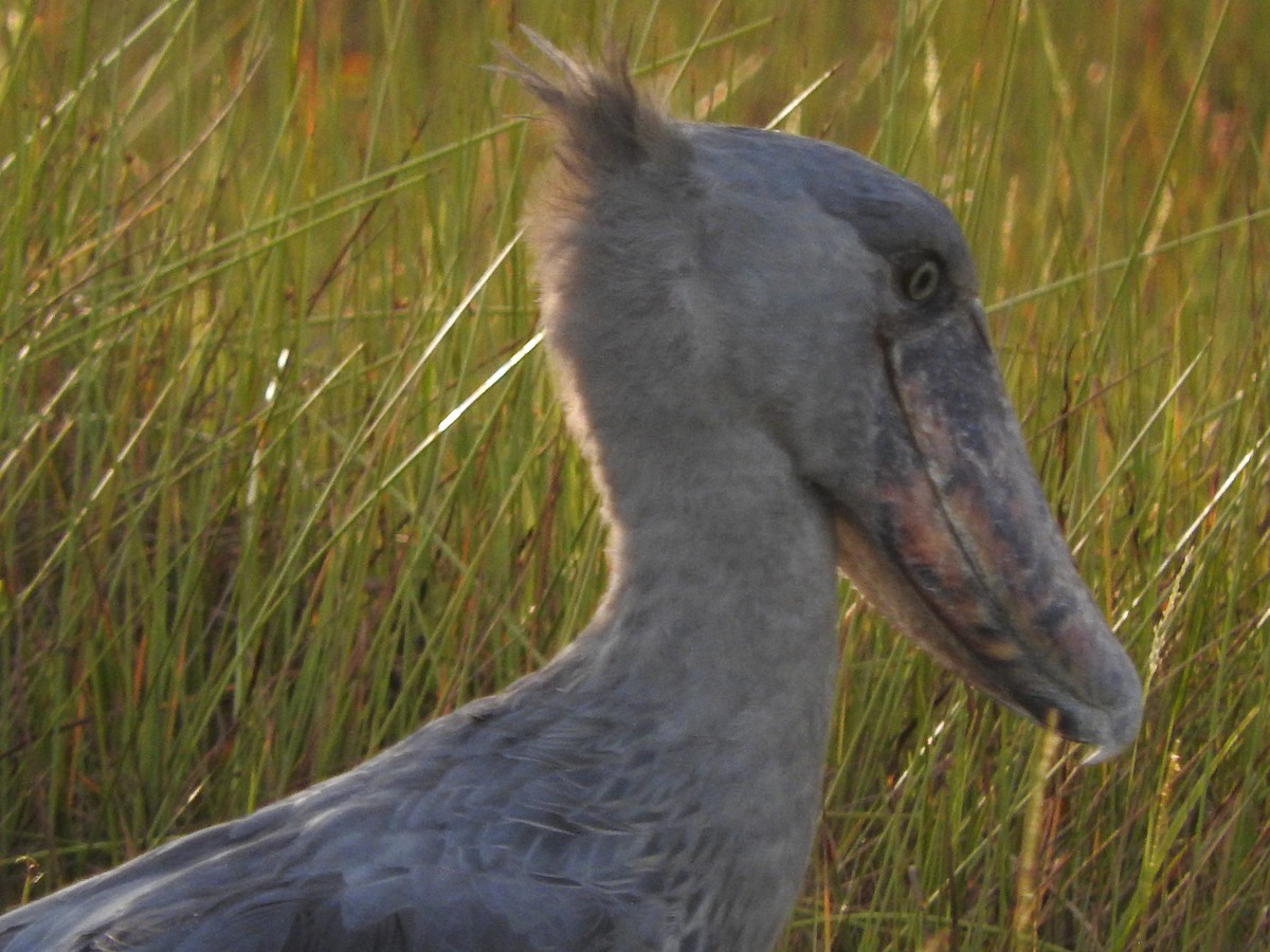 Shoebill - ML629029992