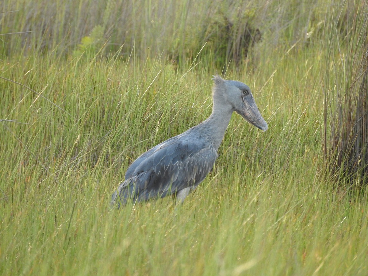 Shoebill - ML629029993