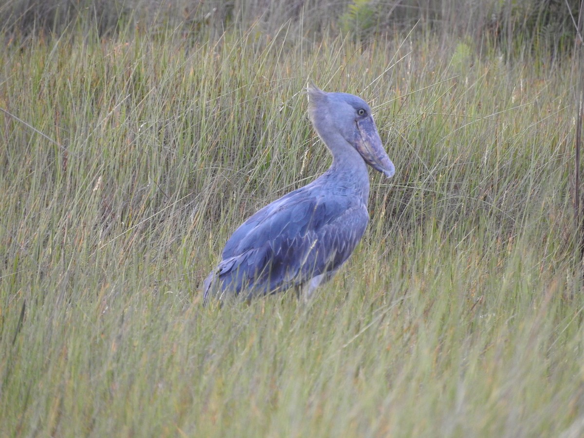 Shoebill - ML629029994