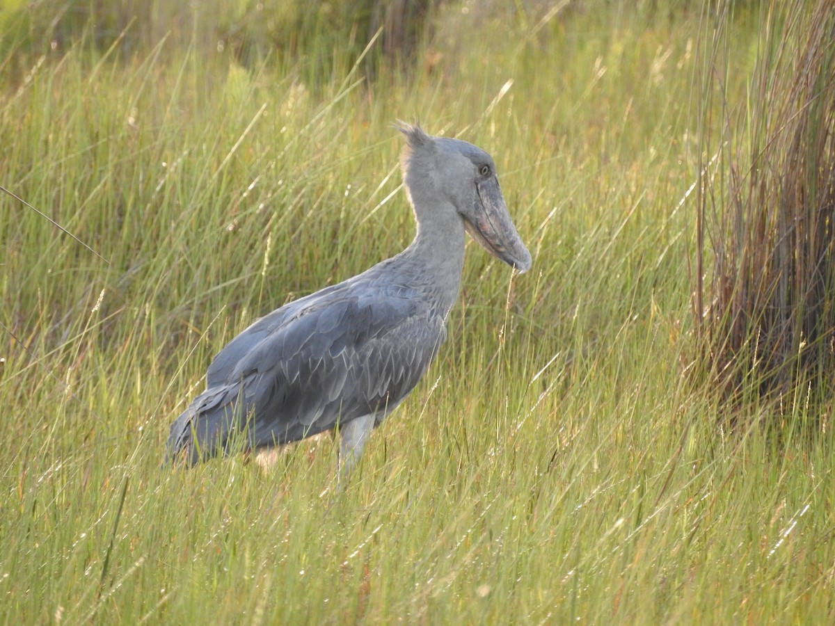 Shoebill - ML629029995