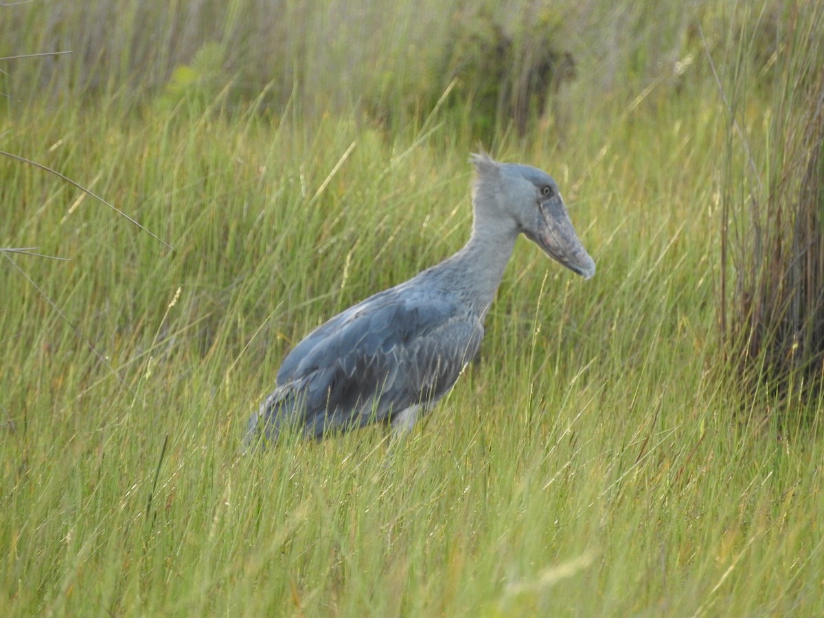 Shoebill - ML629029996