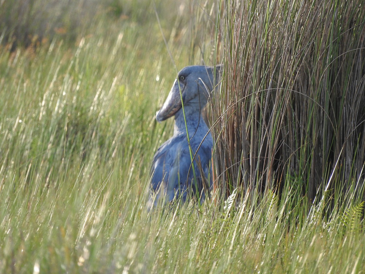 Shoebill - ML629029997