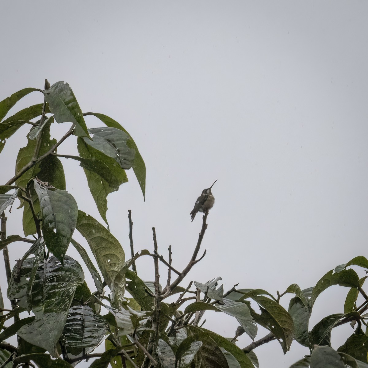 White-bellied Woodstar - ML629030010