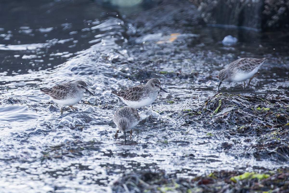 Least Sandpiper - ML629030122