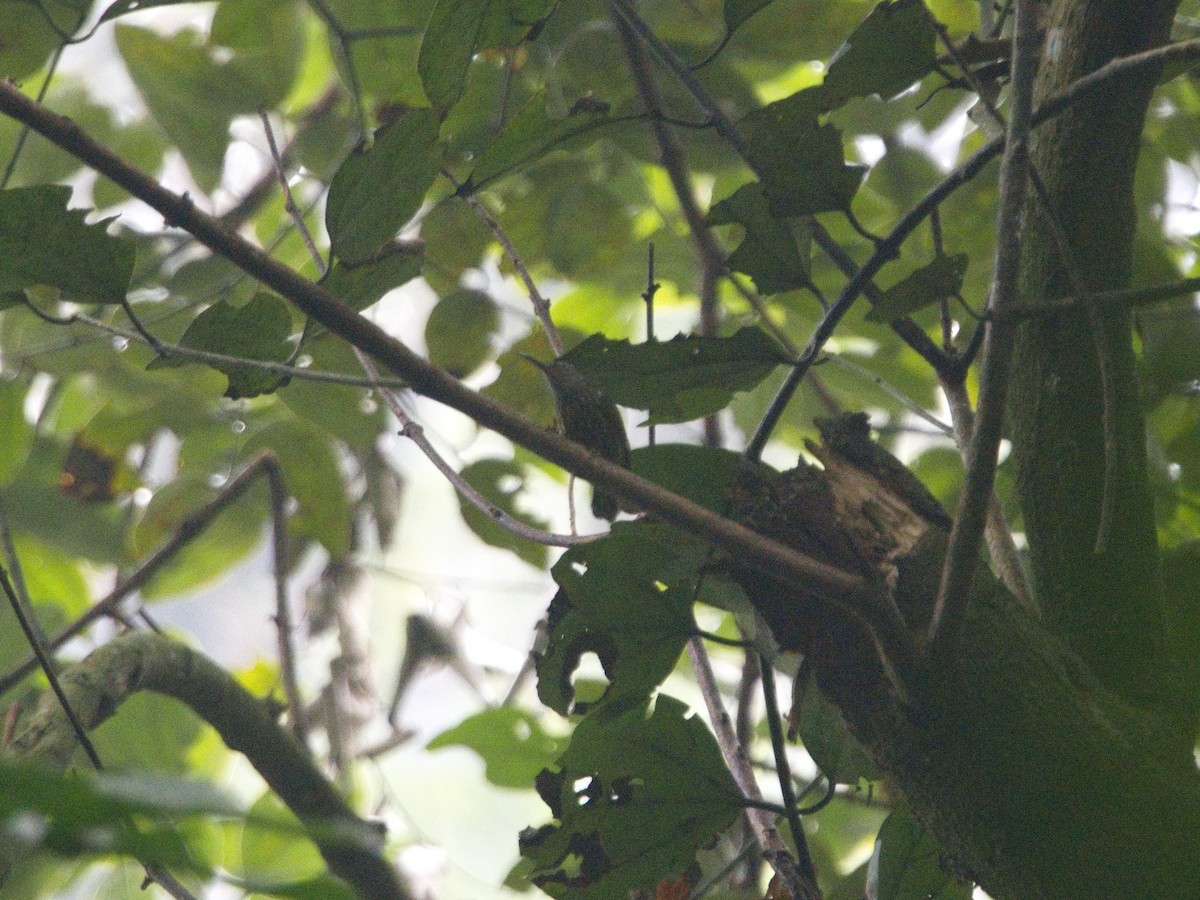 Purple-naped Spiderhunter - ML629030272