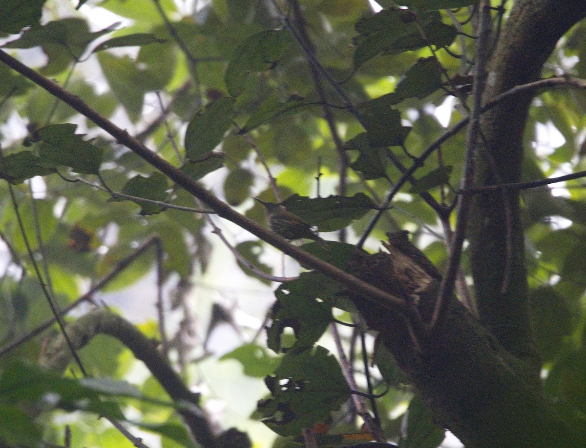 Purple-naped Spiderhunter - ML629030273