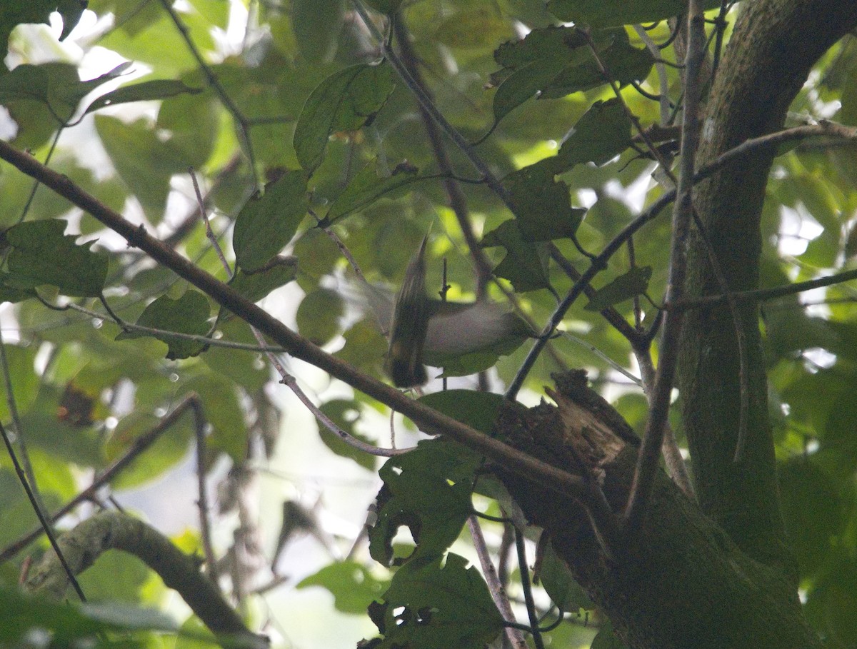 Purple-naped Spiderhunter - ML629030274
