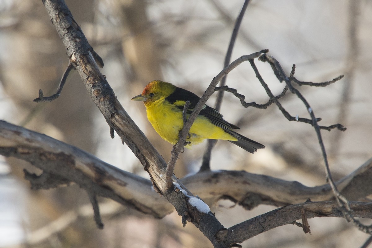 Western Tanager - ML629030572