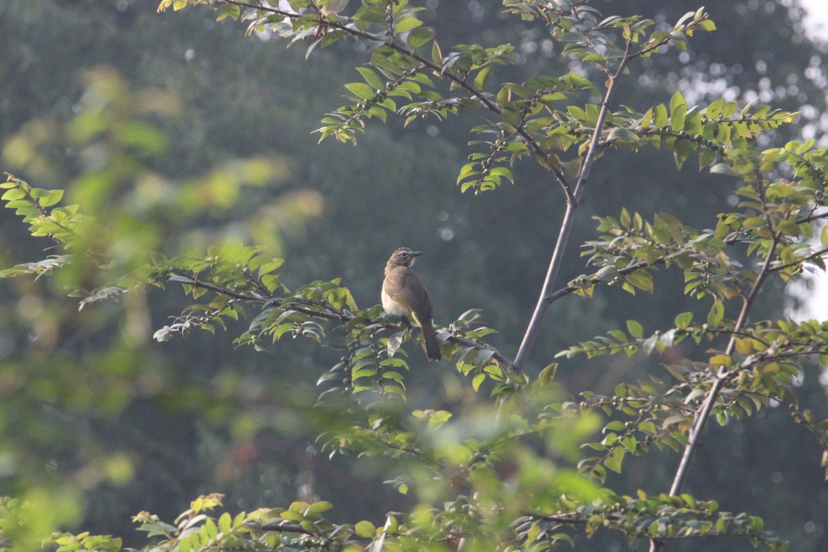 White-browed Bulbul - ML629030575