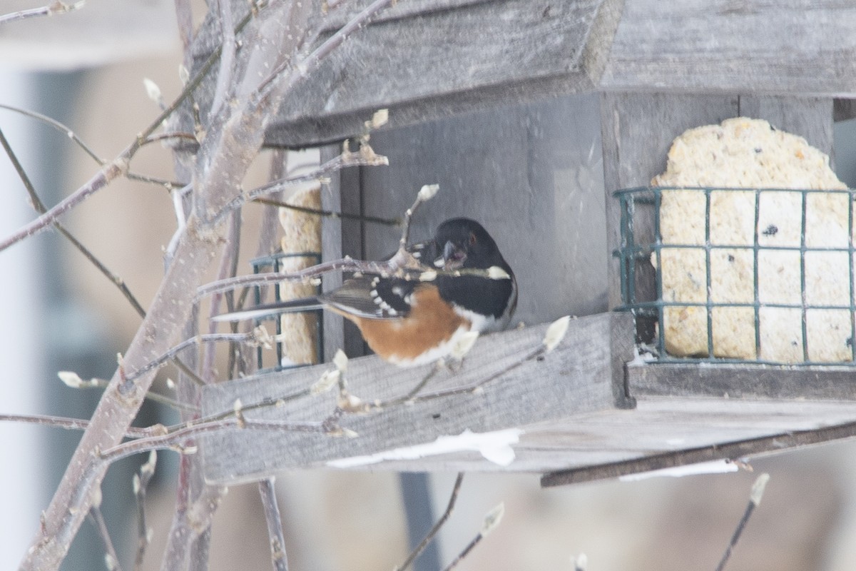 Spotted Towhee - ML629030576