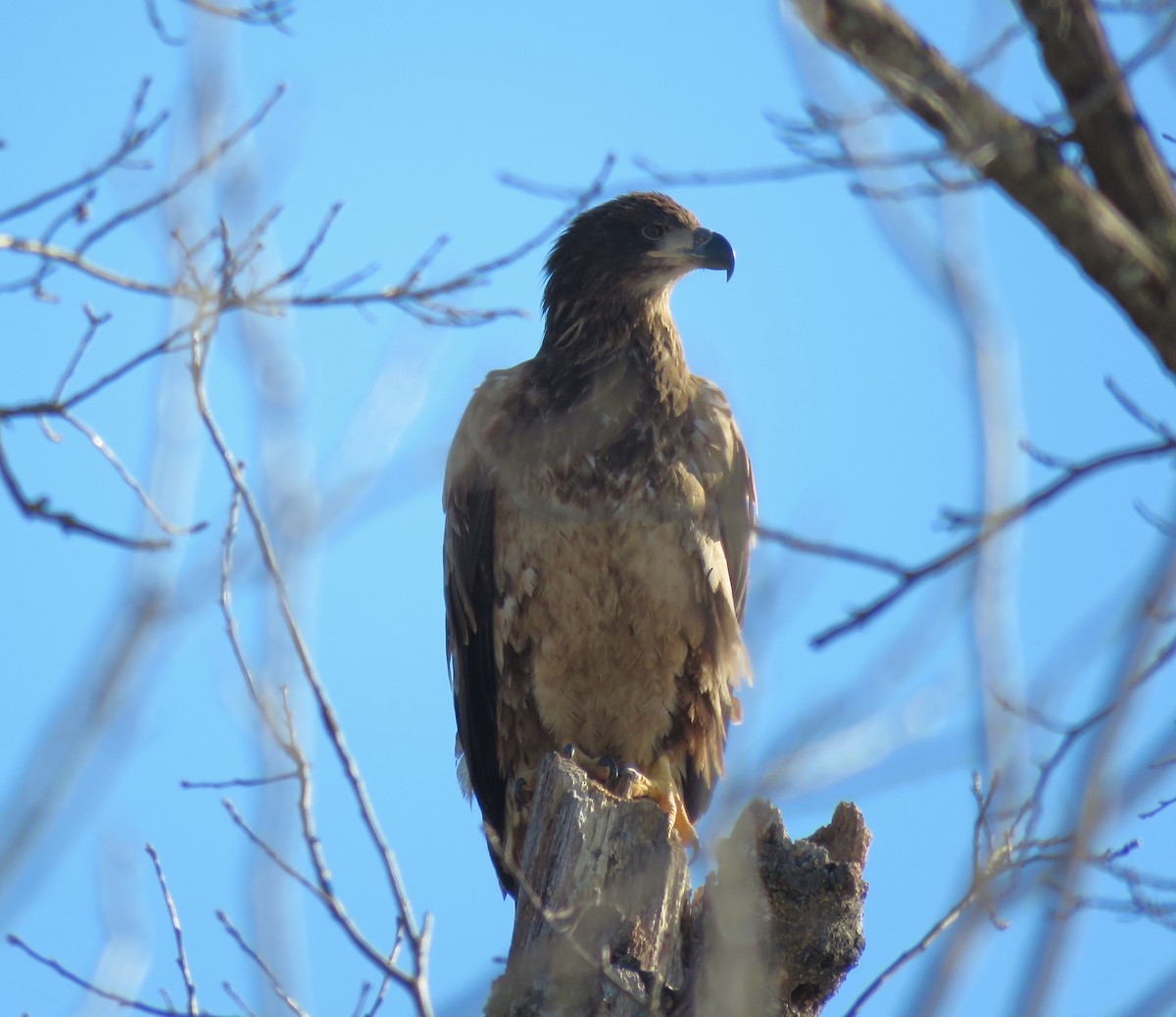 Bald Eagle - ML629030623