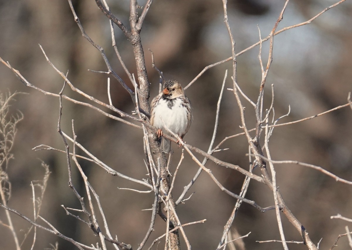 Harris's Sparrow - ML629030626